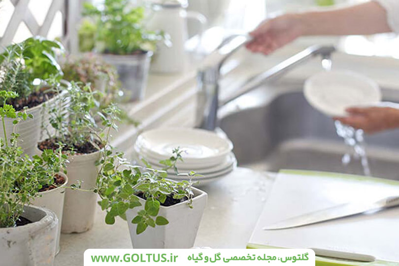 شپزخانه سبز