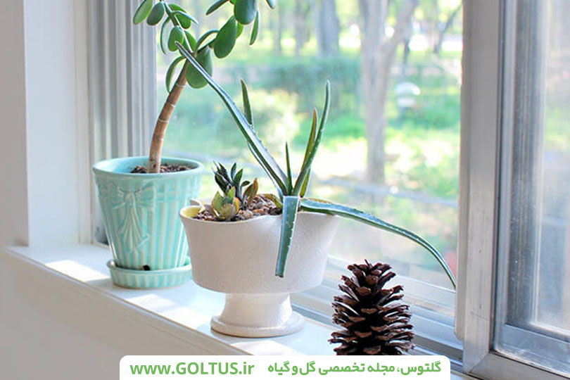 پنجره سبز