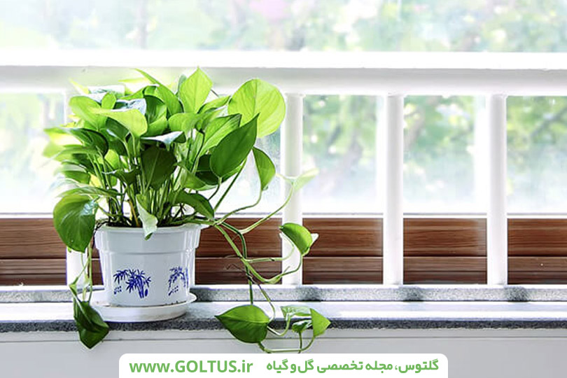 پنجره سبز