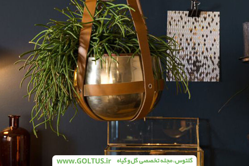 گل آویز