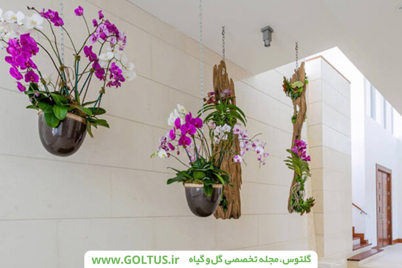 گل آویز