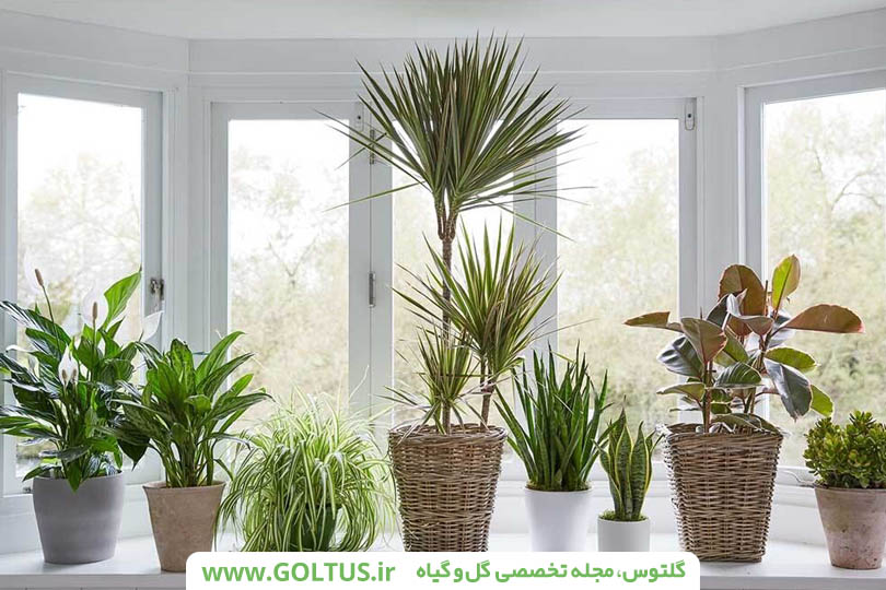 گل اپارتمانی