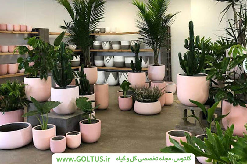 گل اپارتمانی