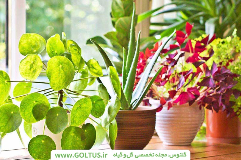 گل اپارتمانی