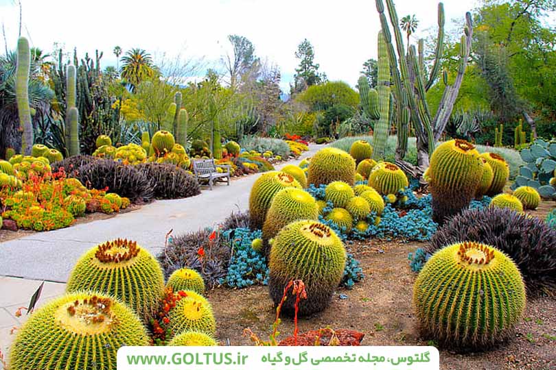 استقرار کاکتوس در هوای ازاد