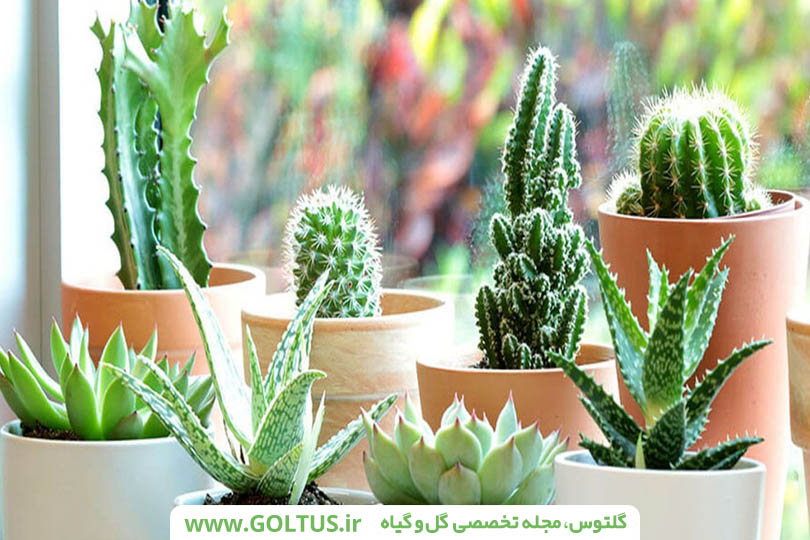 شناسایی کاکتوس
