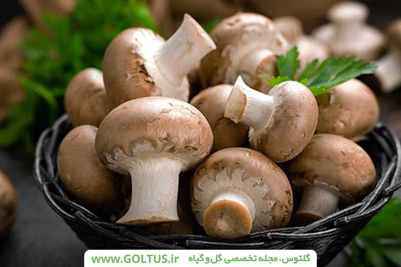 آشنایی با پرورش قارچهای خوراکی