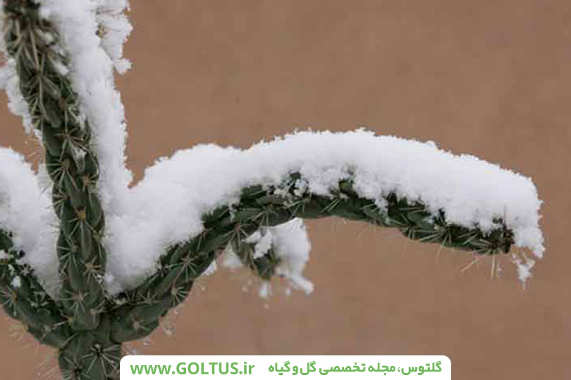 خواب زمستانی گیاهان گوشتی و کاکتوس