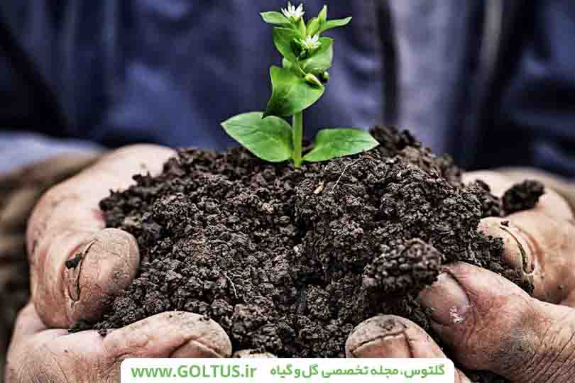 بستر مناسب کشت گلخانه‌ای