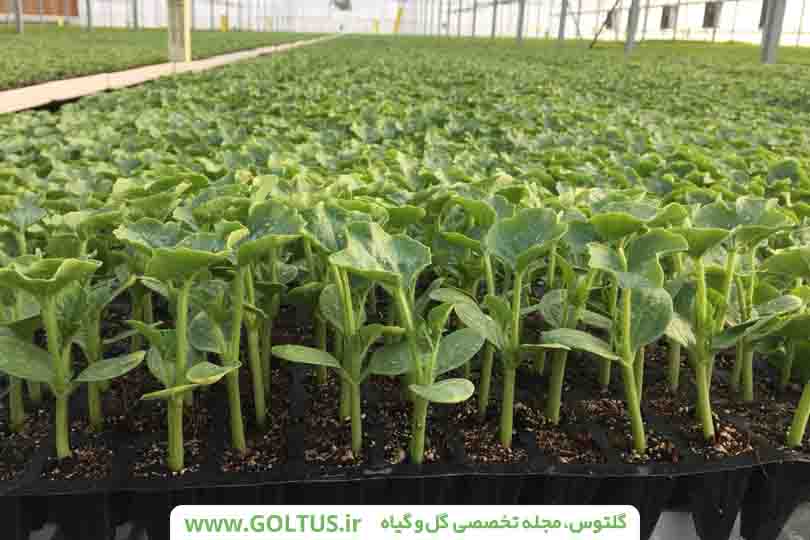 بستر مناسب کشت گلخانه‌ای