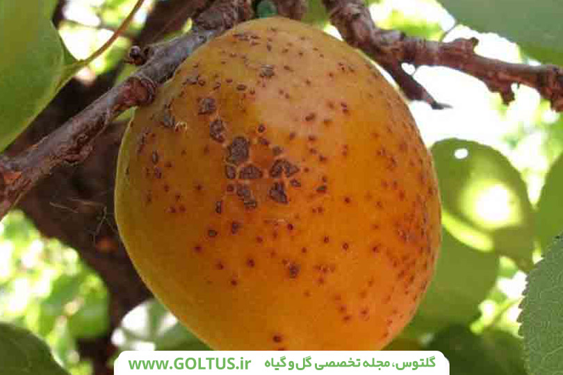 بیماری درخت زرد آلو