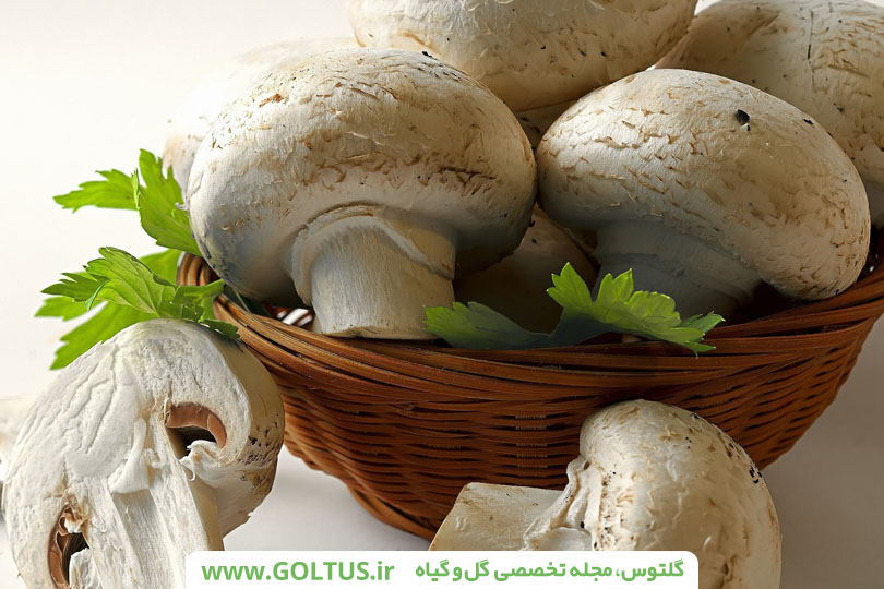 تولید قارچ