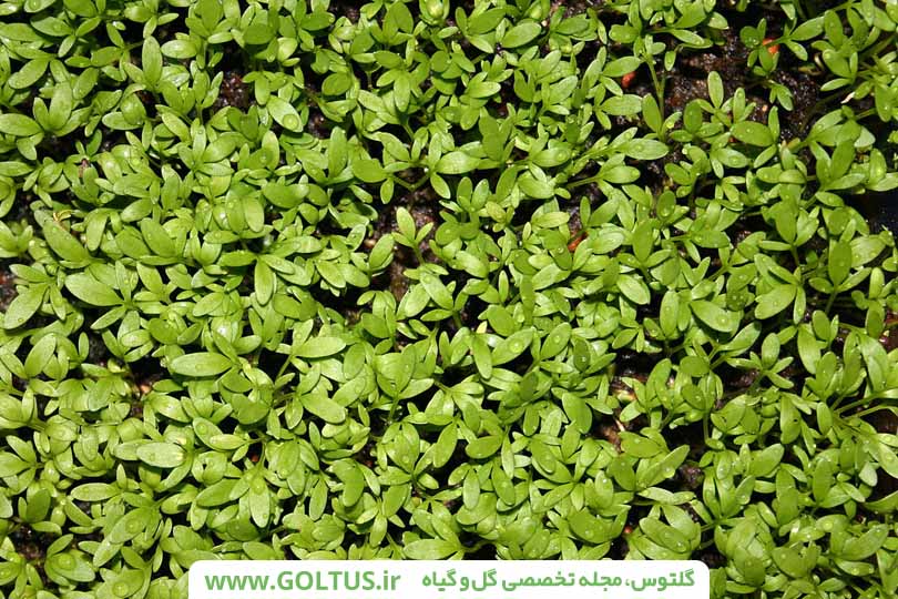 درباره خواص سبزی خوراکی شاهی