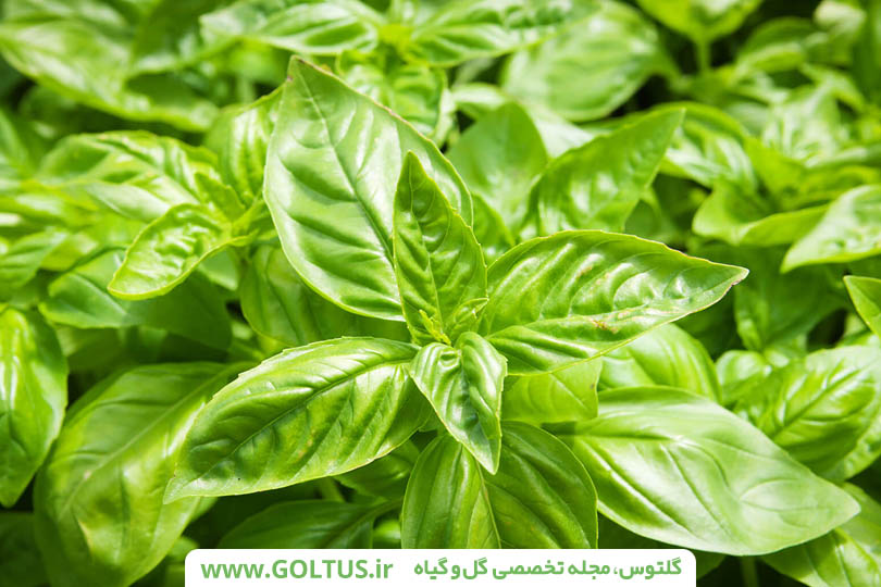 دریاره سبزی خوراکی ریحان