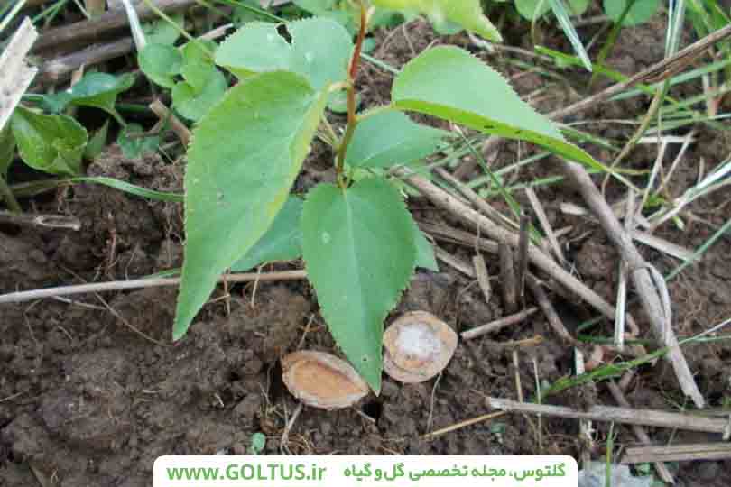 درخت زرد آلو