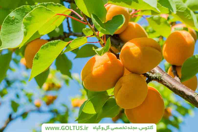درخت زرد آلو