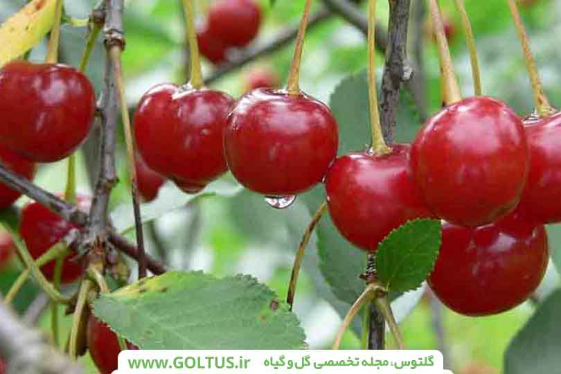 دمنوش آلبالو