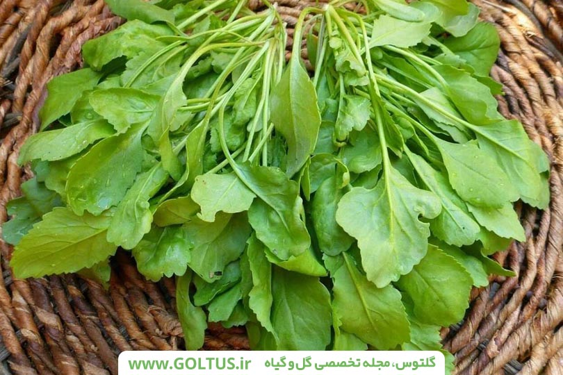 سبزی خوراکی شاهی