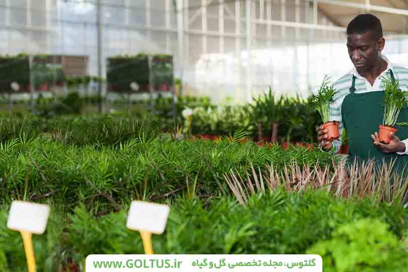 شرایط دمایی گلخانه
