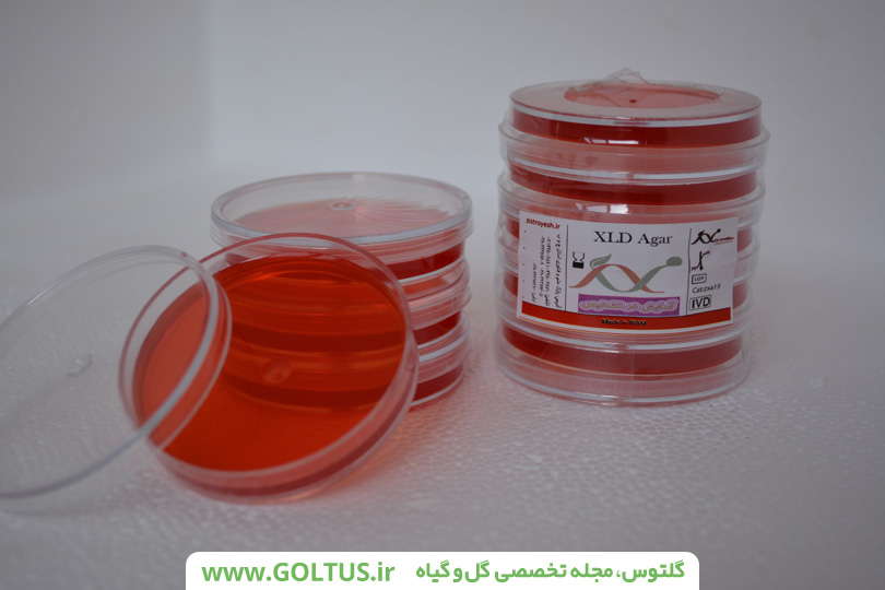 شرایط ویژه آزمایشگاهی تولید قارچ