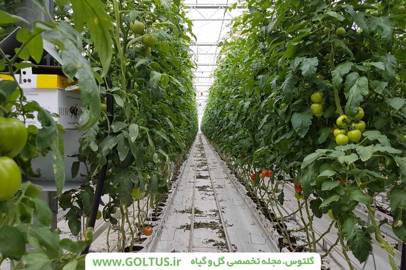 محصولات گلخانه