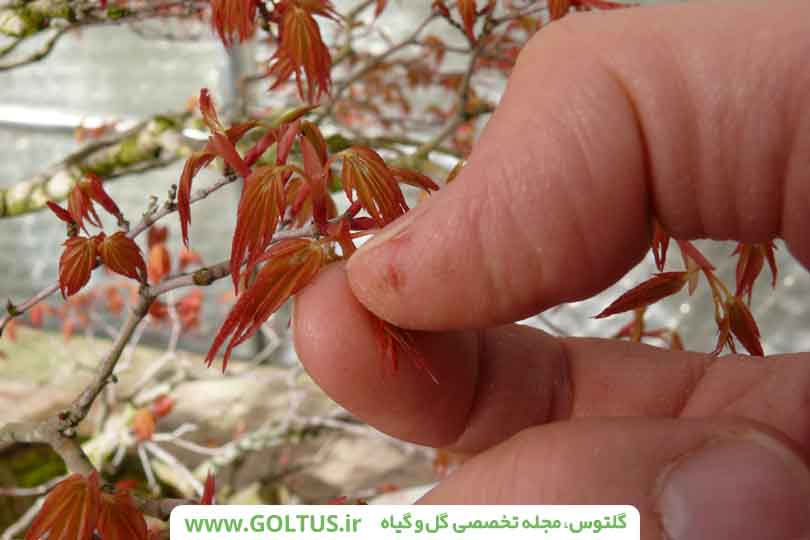 چگونه باغ زیبایی داشته باشیم