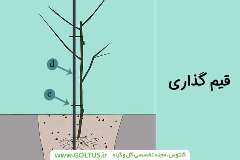 چگون باغ زیبایی داشته باشیم
