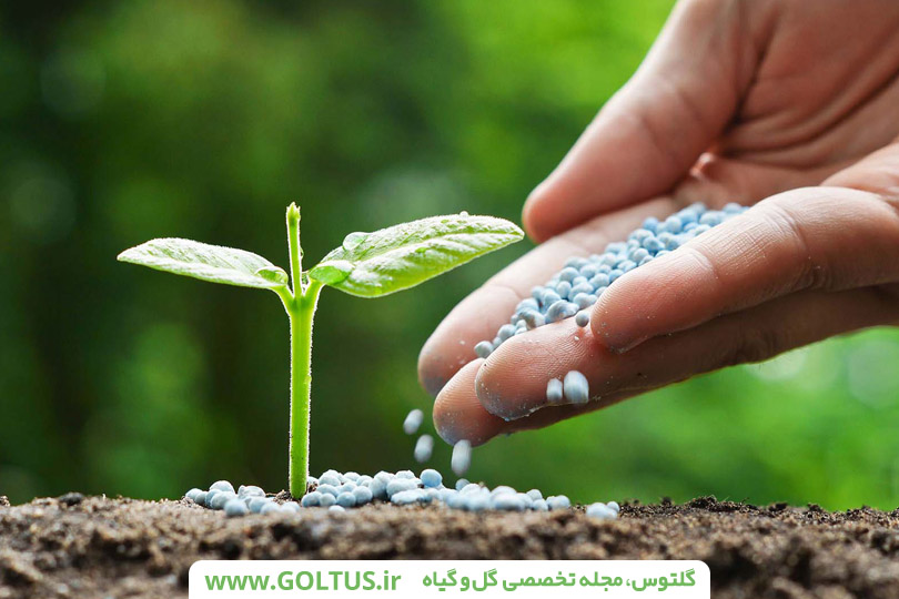 کود خشک