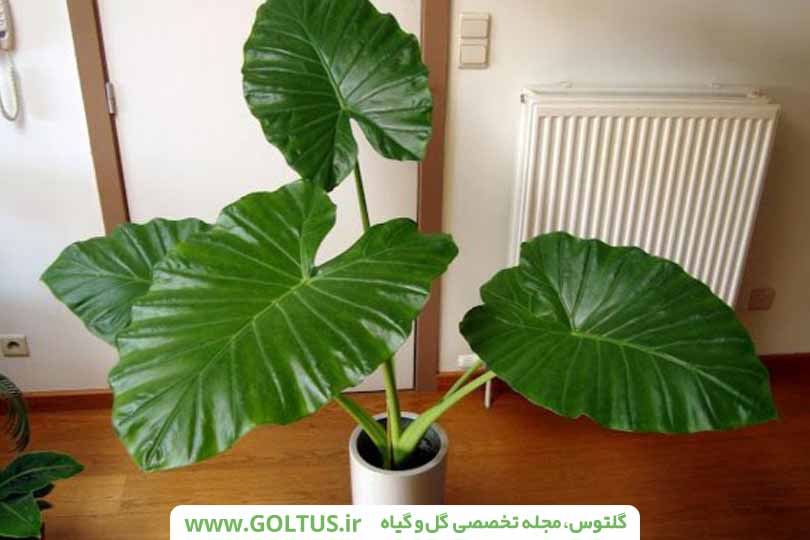 گل بابا آدم
