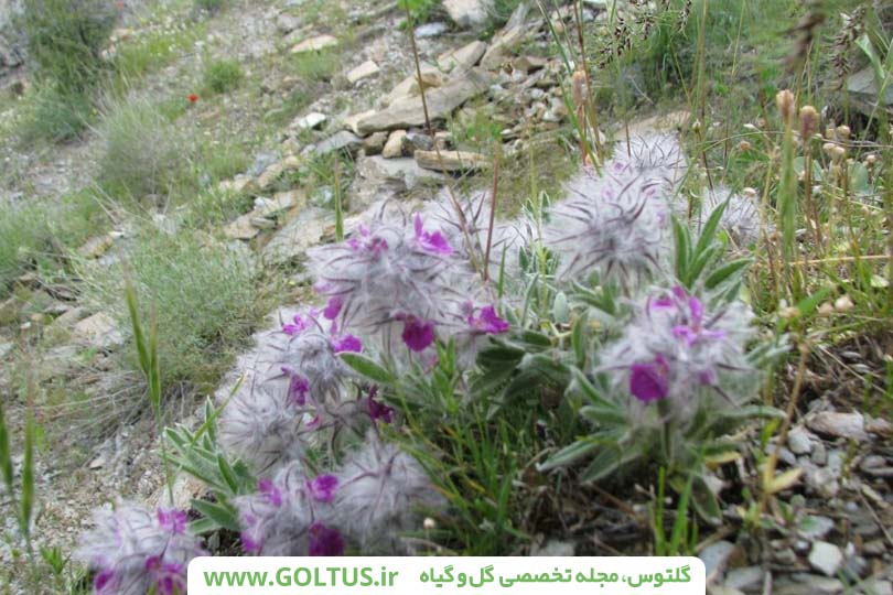 خواص درمانی چای کوهی(گل کوفته)