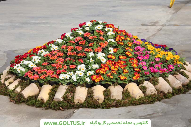 گیاهان فضای باز