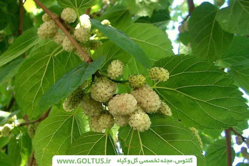 درخت توت سفید