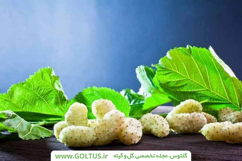 درخت توت سفید