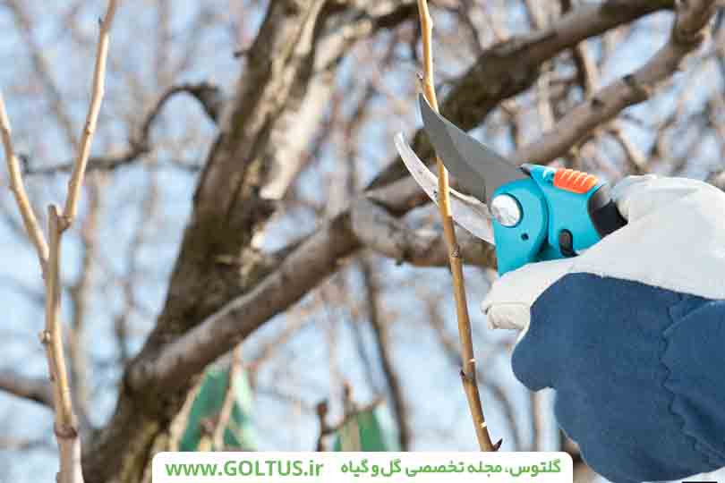 هرس درخت توت سفید