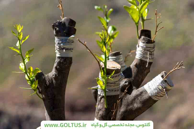 پیوند درخت توت