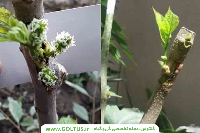 پیوند درخت توت سفید