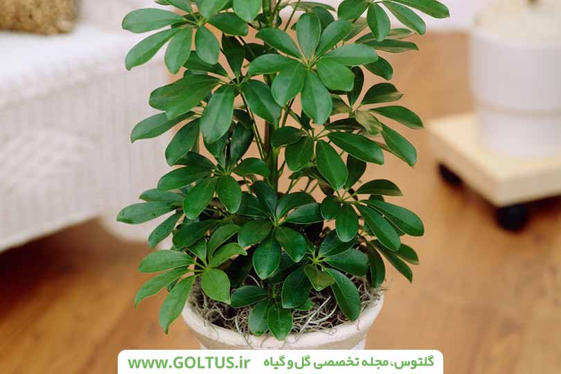 گل شفلرا