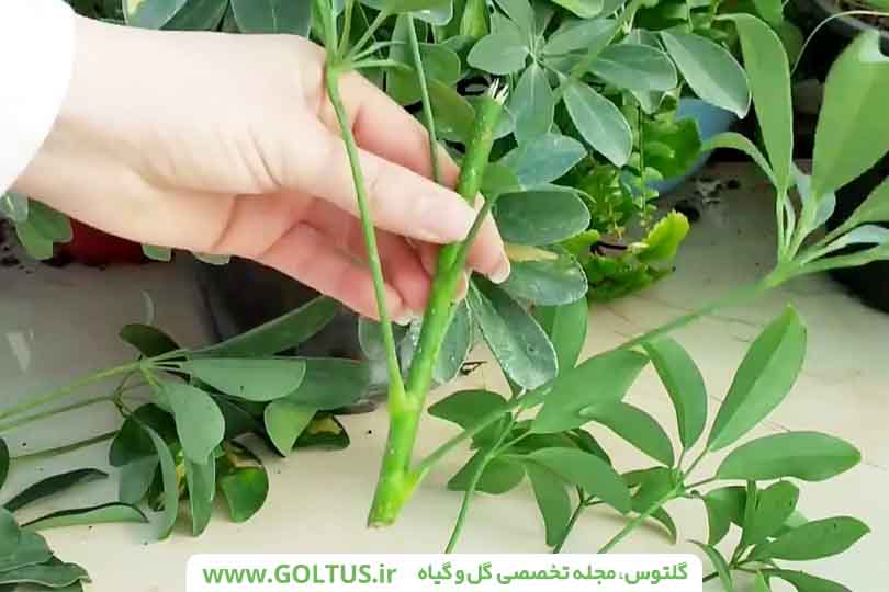 گل شفلرا