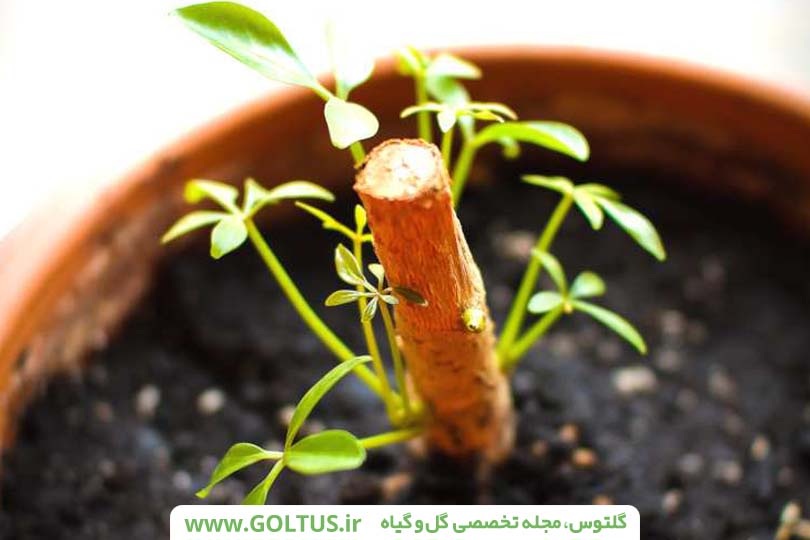 گل شفلرا