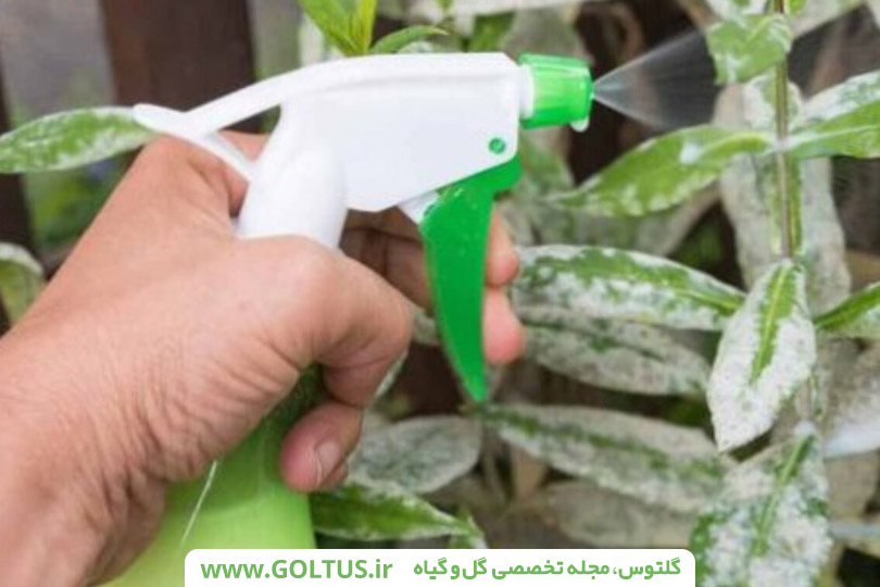 قارچکش مانکوزب