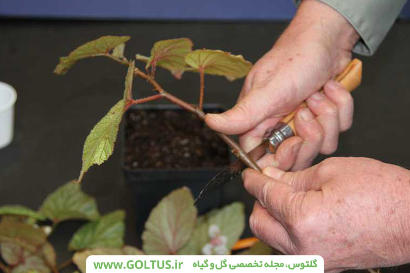 قلمه زدن ساقه بگونیا