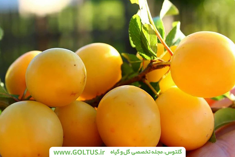 آلو قطره طلا