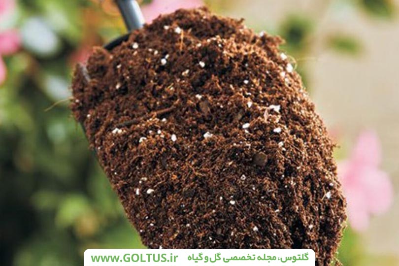 خاک مناسب پیرومیا کاپراتا