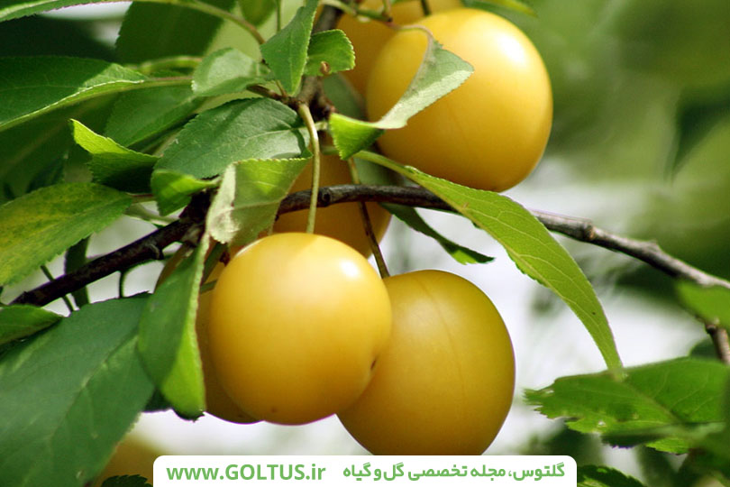 درخت آلو قطره طلا