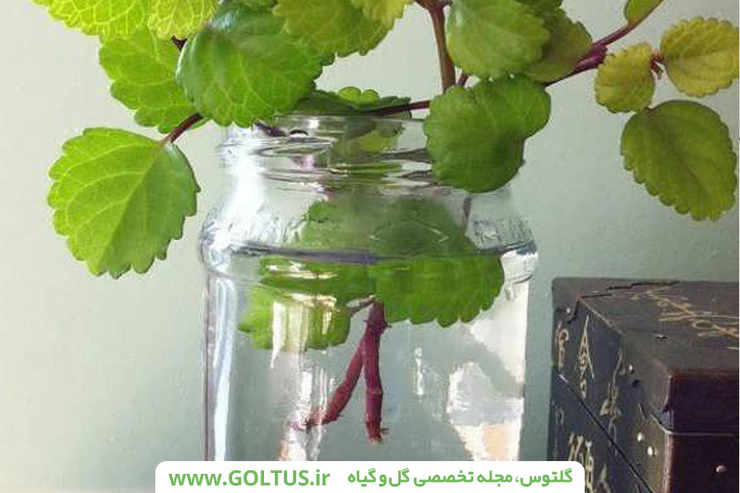 ریشه زایی پیچک سوئدی