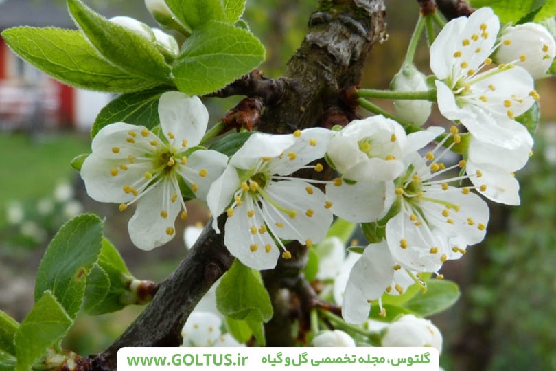 شکوفه آلو قطره طلا