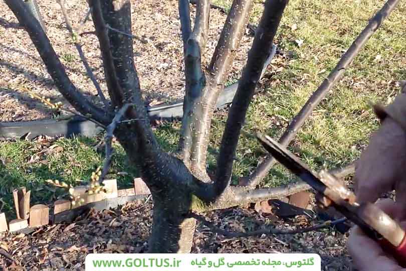 هرس درخت الو قطره طلا