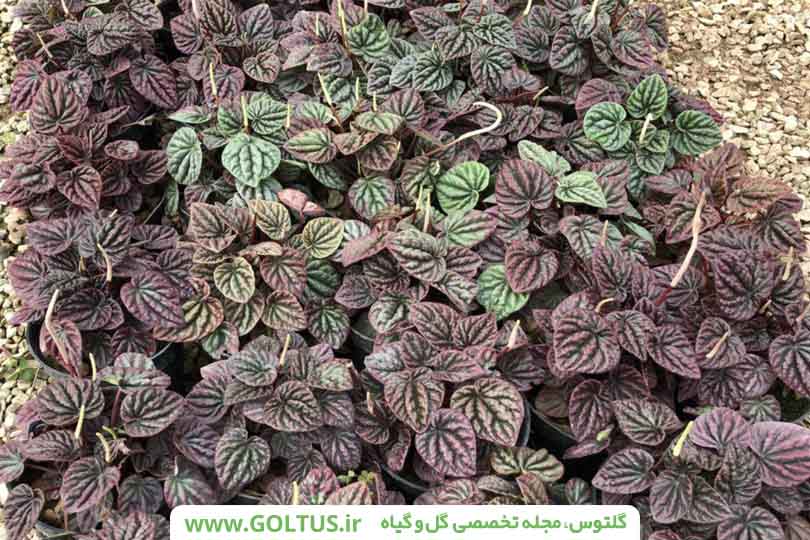 پیرومیا کاپراتا