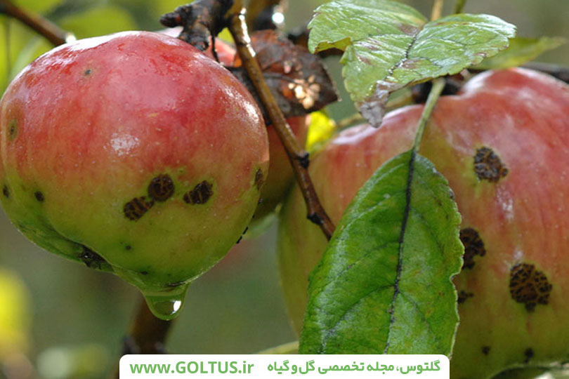 آفات درخت سیب