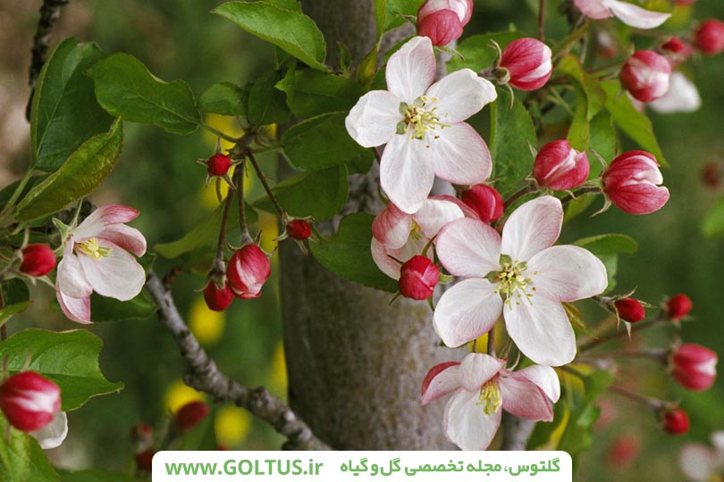 شکوفه درخت سیب
